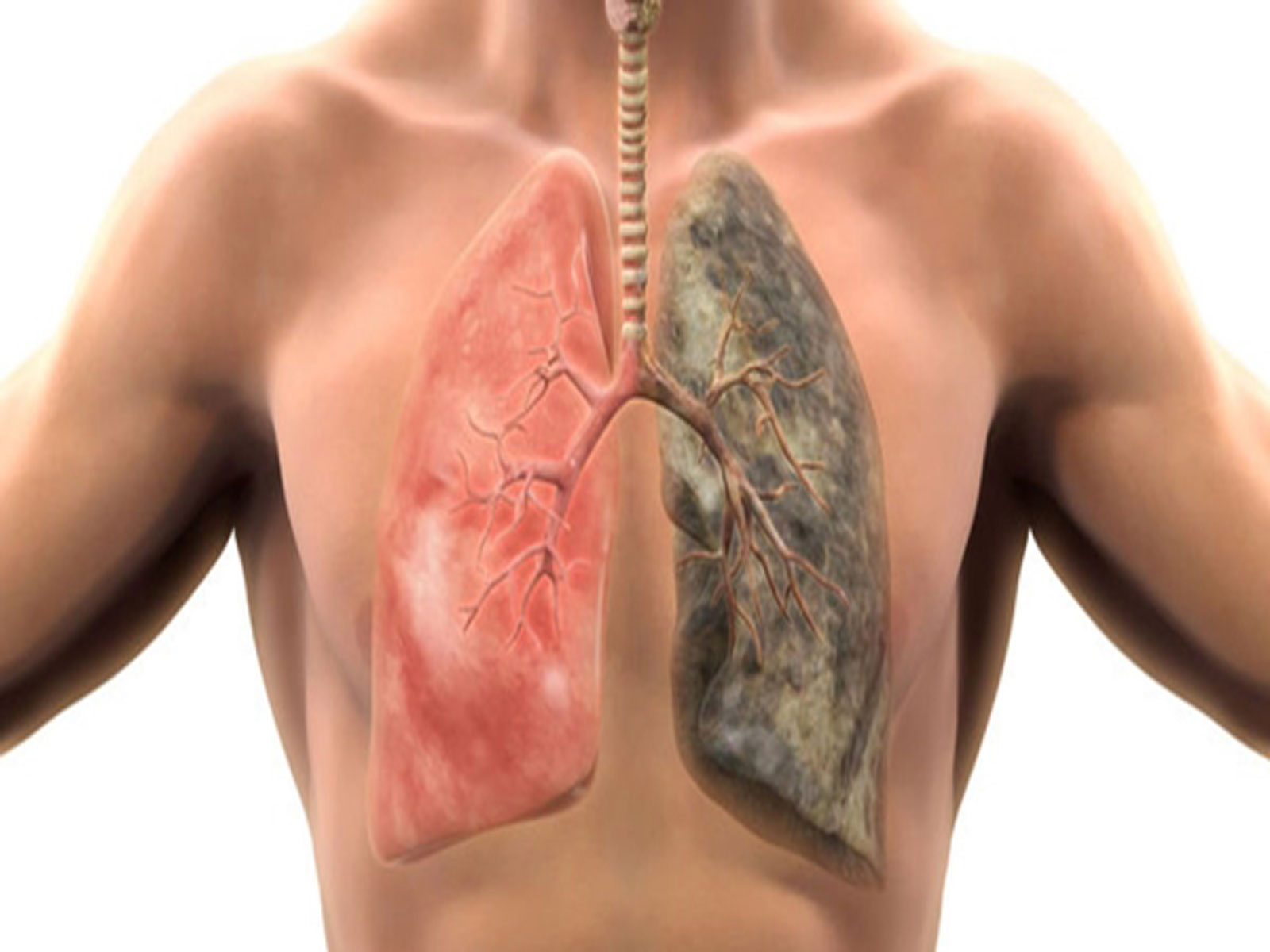 Akciğerleri Temizliyor